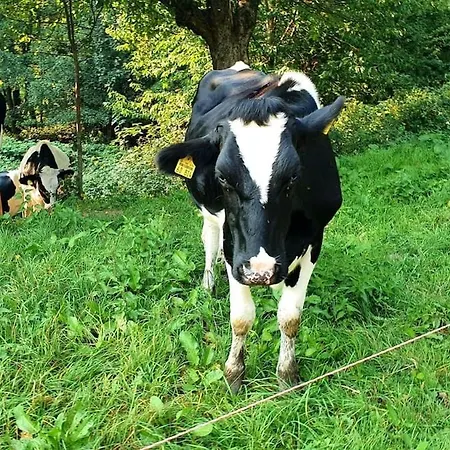 Odw Homes - Im Mit Terrasse *