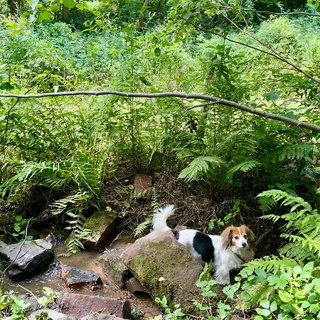 Apartment Odw Homes - Im Mit Terrasse Gorxheimertal