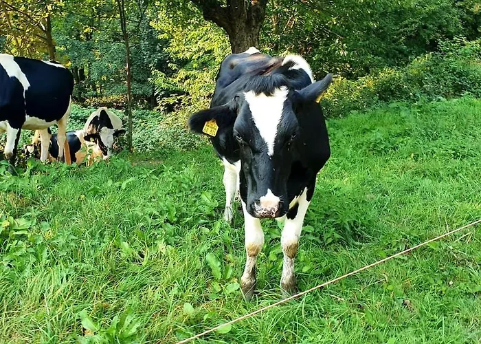 Odw Homes - Im Mit Terrasse *